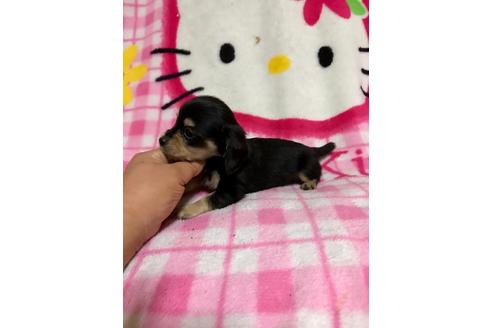 成約済の大分県のミックス犬-62665の1枚目